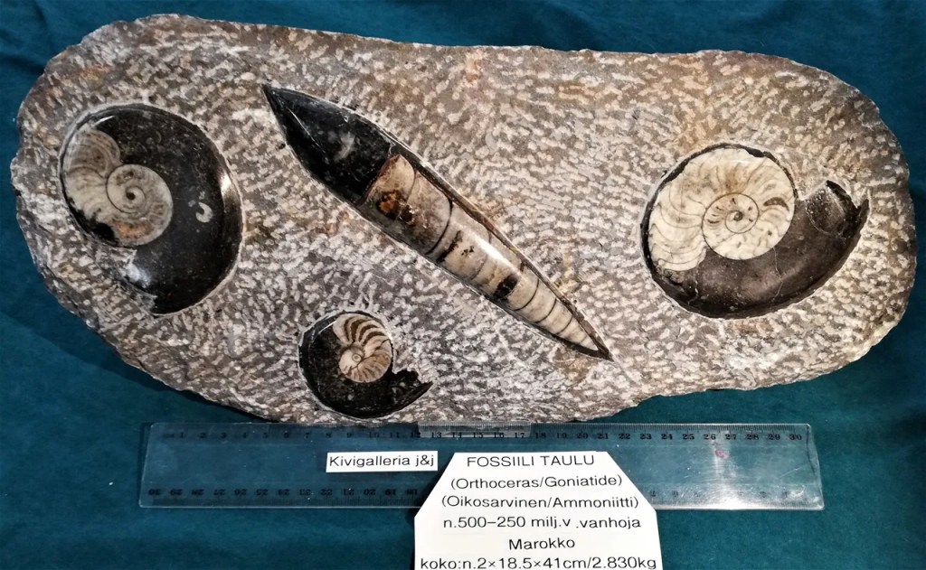 Fossiilitaulu, Marokko 145,00€