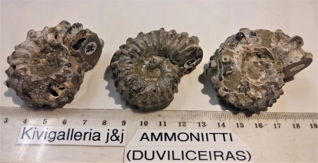 Douvilleiceras Mammilatum, Mahajunga Madagaskar&nbsp;22,00€