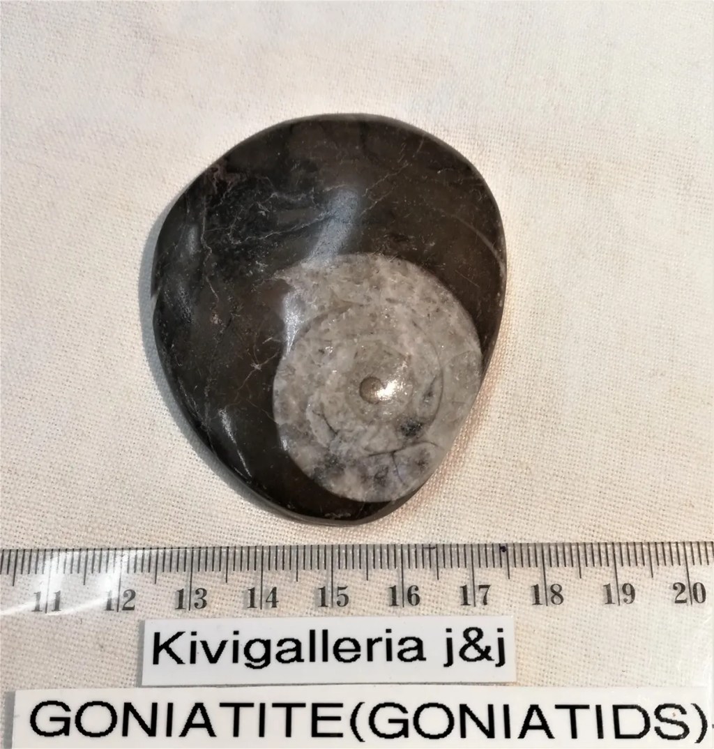 Goniatide no.1, Rissanin alue/Erfound Marokko&nbsp;14,00€