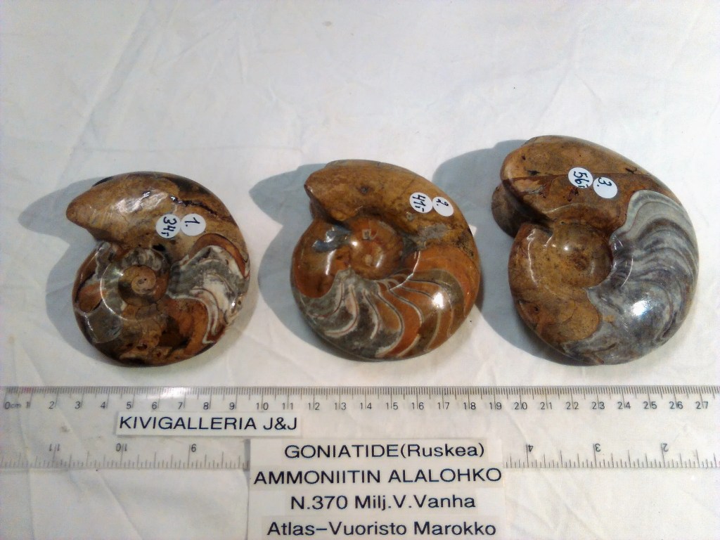 Goniatide nro.2, Atlas-vuoristo Marokko&nbsp;41,00€