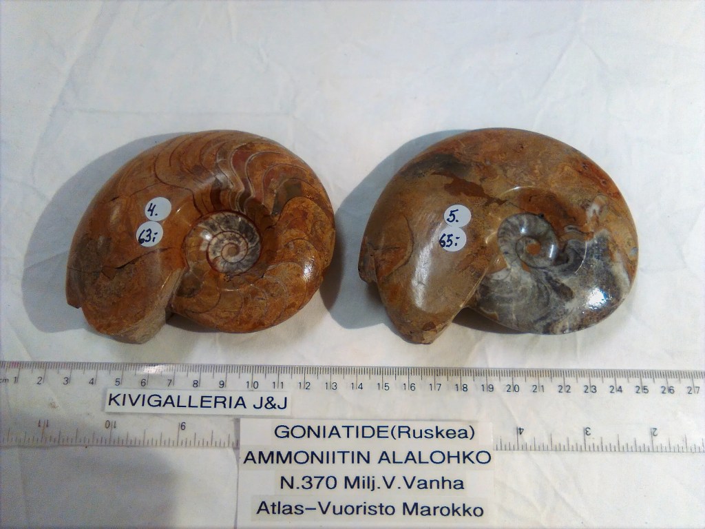 Goniatide nro.4, Atas-vuoristo Marokko&nbsp;63,00€