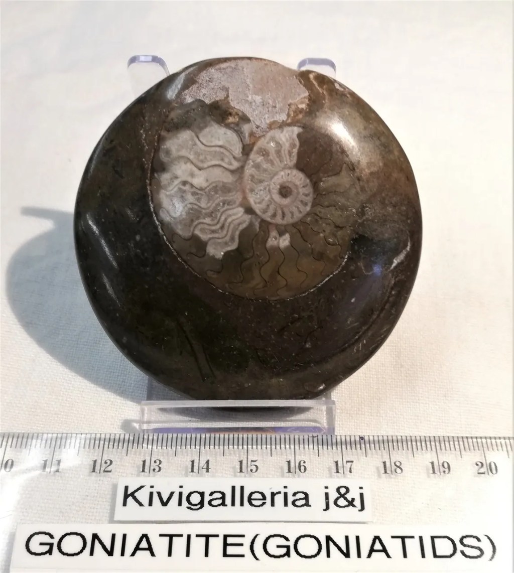 Goniatide no.2, Rissanin alue/Erfound Marokko&nbsp;20,00€