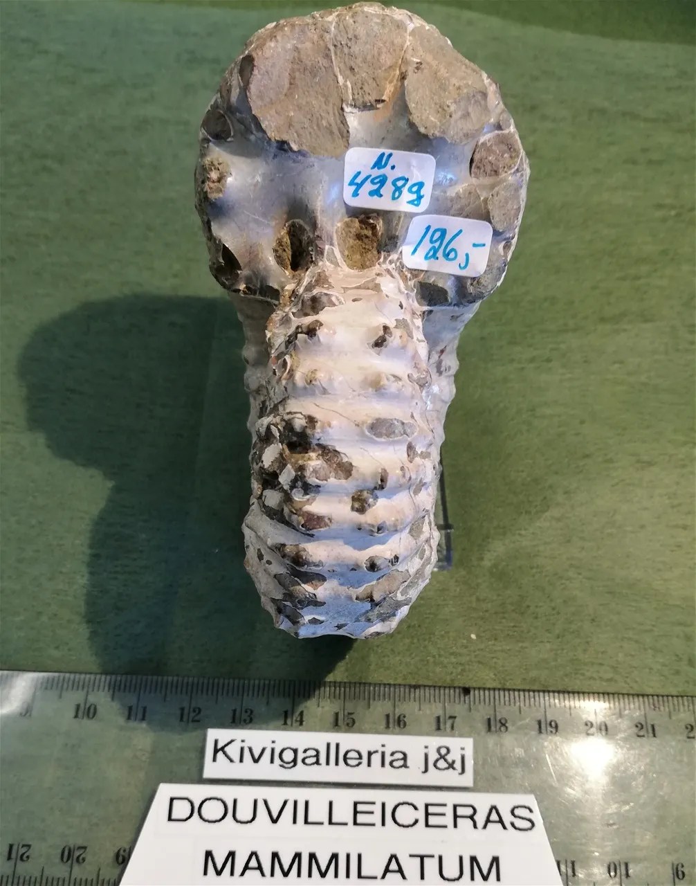 Douvilleiceras Mammilatum, Mahajunga Madagaskar&nbsp;126,00€