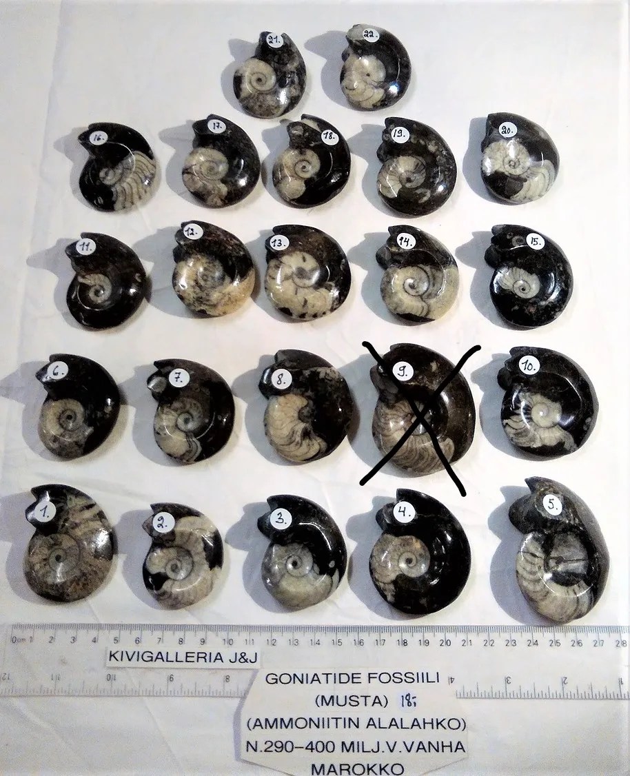 Goniatide/Goniatitida, Atlas-vuoristo Marokko&nbsp;18,00€