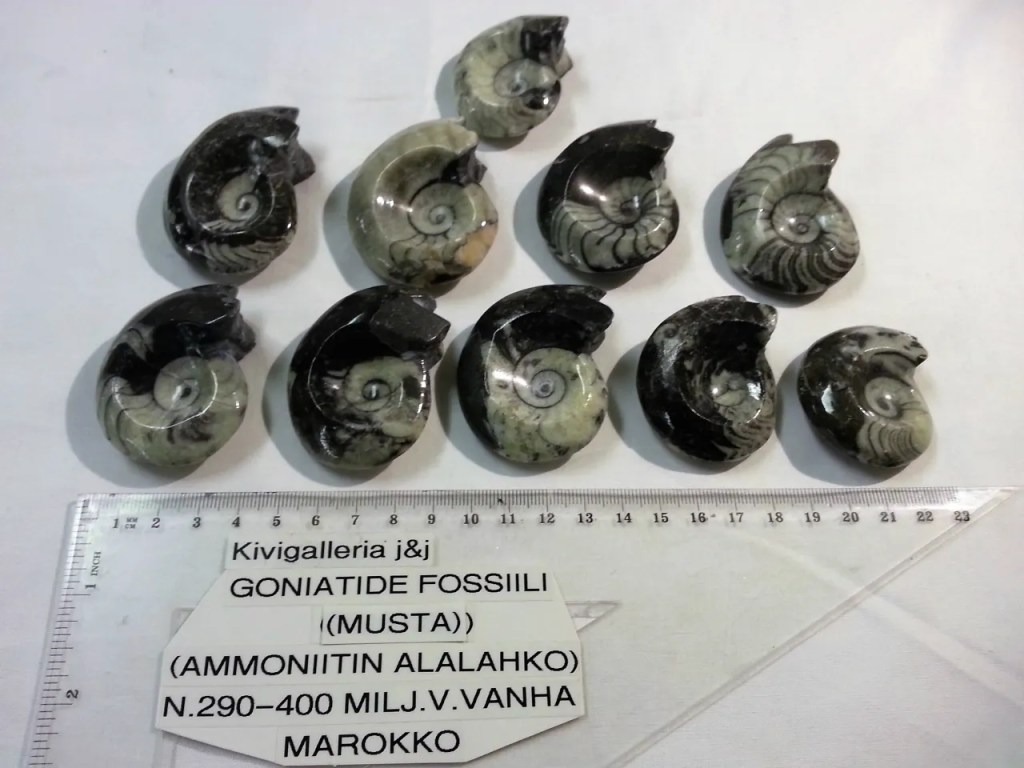 Goniatide/Goniatitida, Marokko 14,00€