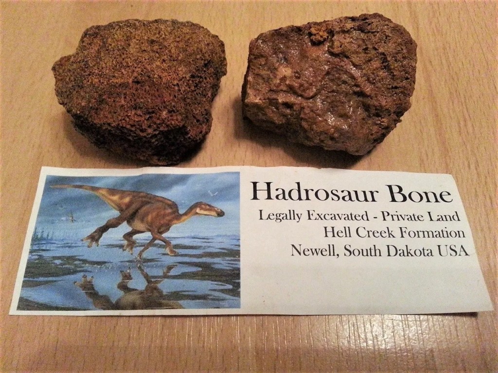 Hadrosaurus luu fossiili, South Dakota, USA&nbsp;15,00€
