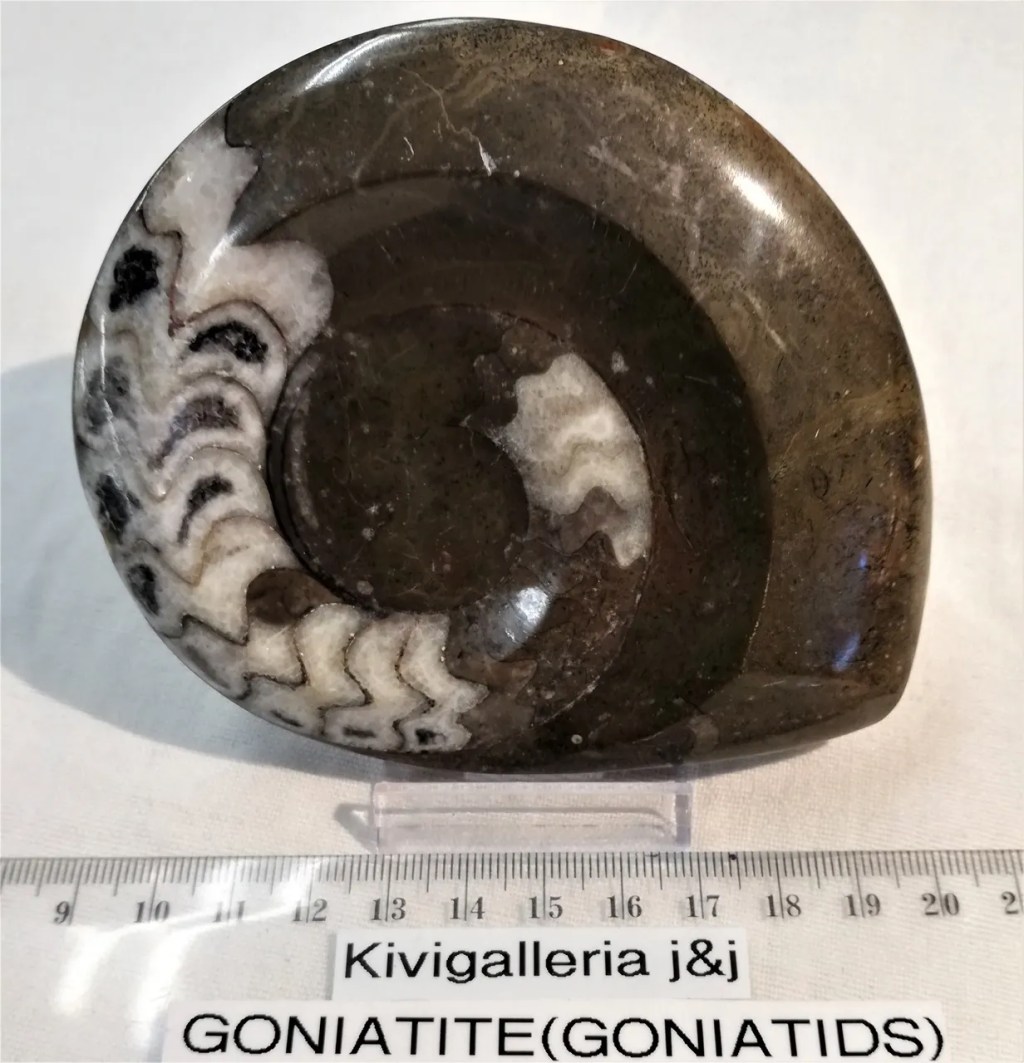 Goniatide, Rissanin alue/Erfound Marokko&nbsp;38,00€