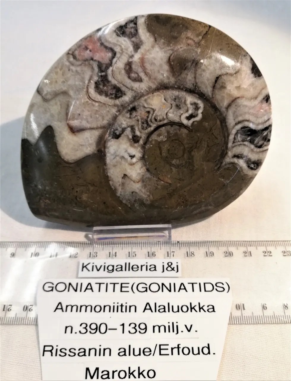 Goniatide, Rissanin alue/Erfound Marokko&nbsp;68,00€