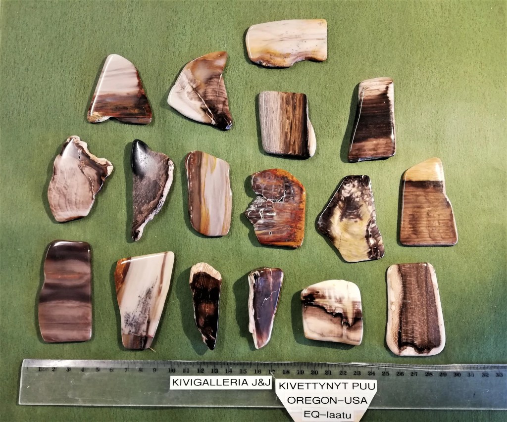 Kivettynyt puu EQ-laatu, Oregon USA&nbsp;8,00€