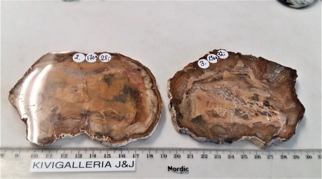 Kivettynyt puu nro.2, Madagaskar&nbsp;28,00€