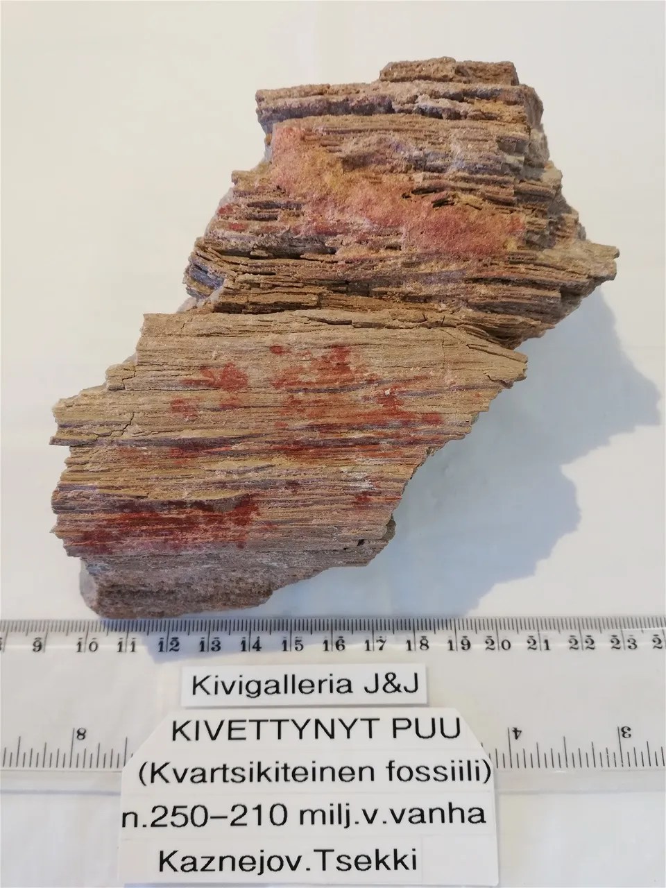 Kivettynyt puu, Kaznejov. Tsekki&nbsp;72,00€