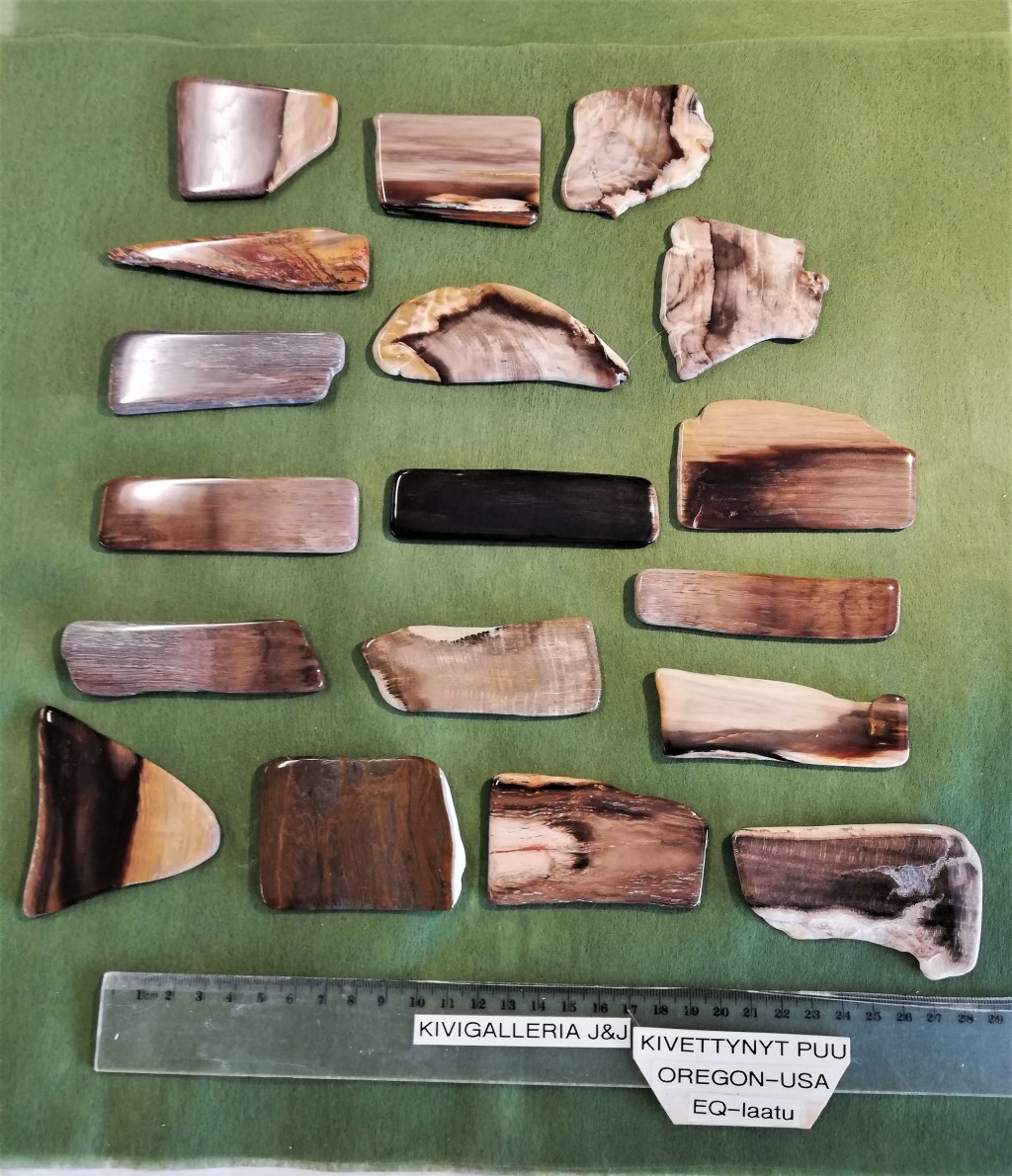 Kivettynyt puu EQ-laatu, Oregon USA&nbsp;10,00€