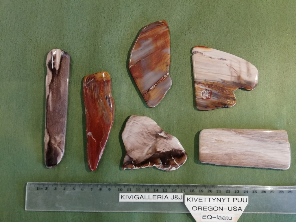 Kivettynyt puu EQ-laatu, Oregon USA&nbsp;12,00€