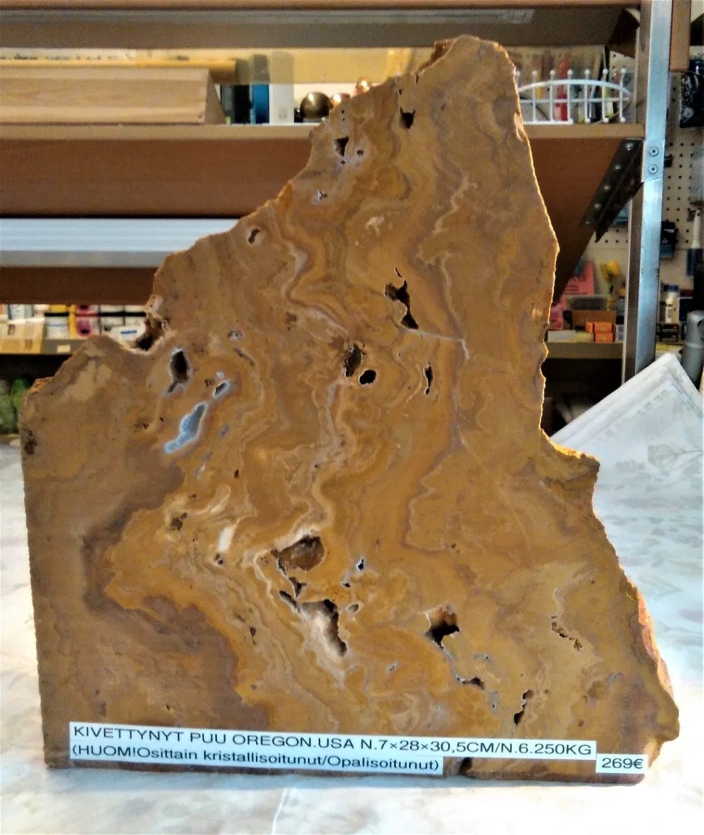 Kivettynyt puu, Oregon USA&nbsp;269,00€