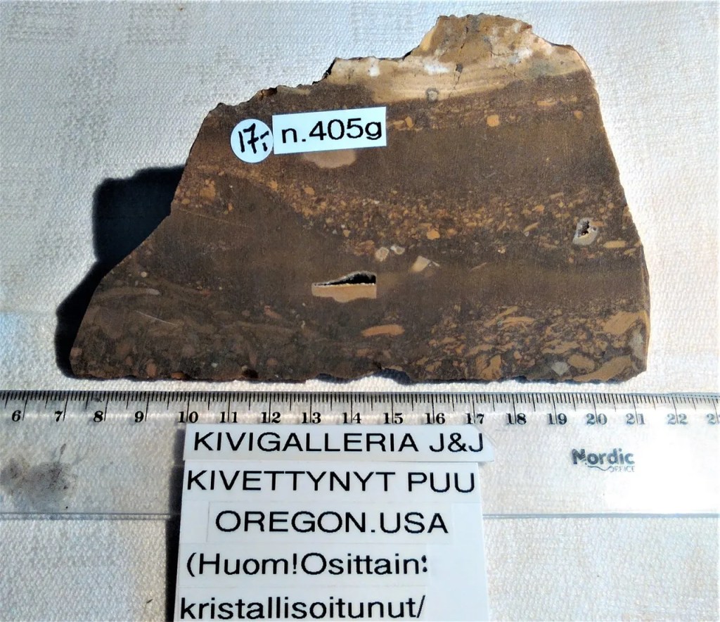 Kivettynyt puu, Oregon USA&nbsp;17,00€