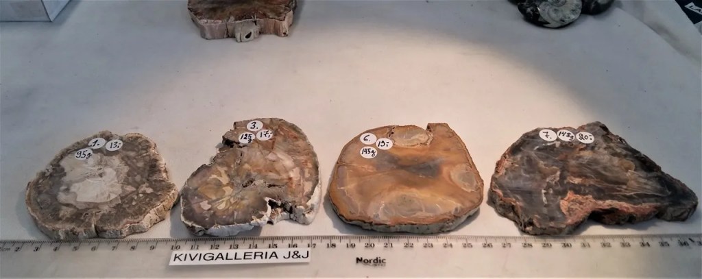 Kivettynyt puu -levy nro.1, Madagaskar&nbsp;13,00€