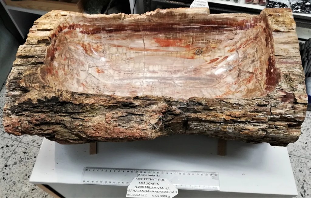 Kivettynyt Araucaria -allas/kulho, Madagaskar 1&nbsp;414,00€