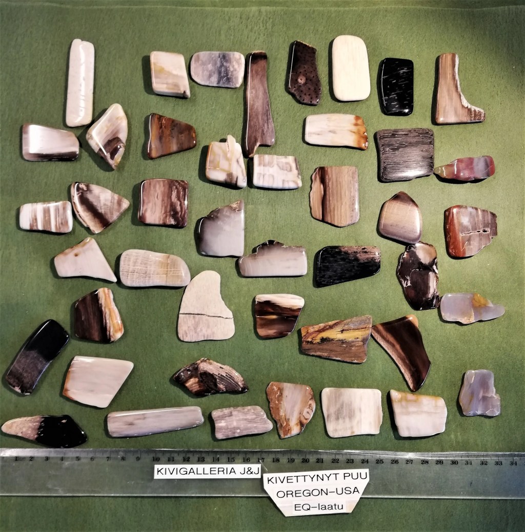 Kivettynyt puu EQ-laatu, Oregon USA&nbsp;4,00€