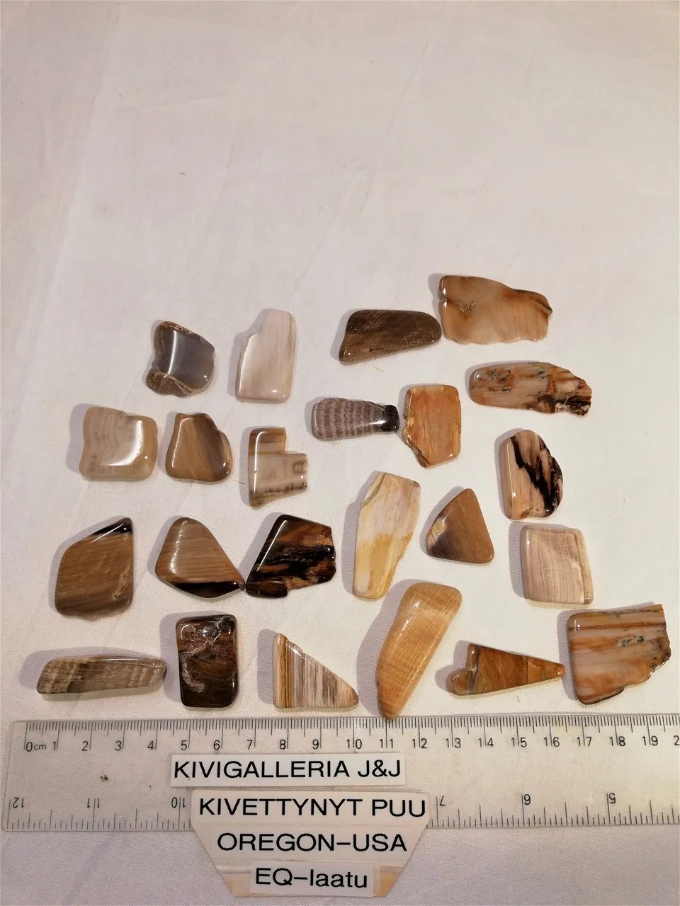 Kivettynyt puu, Oregon USA&nbsp;3,00€