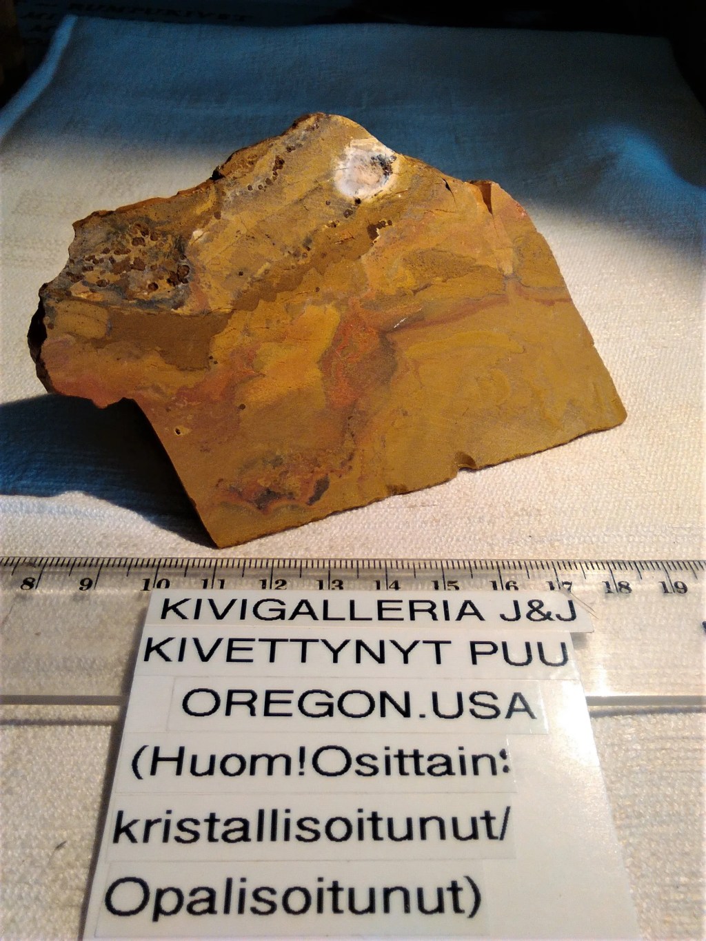 Kivettynyt puu, Oregon USA&nbsp;19,00€