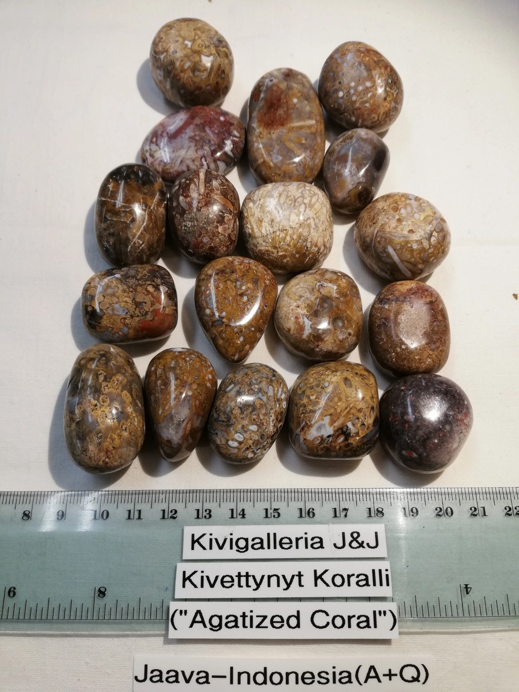 Kivettynyt Koralli(”Agatized Coral”)Jaava-Indonesia(A+Q) 9,00€