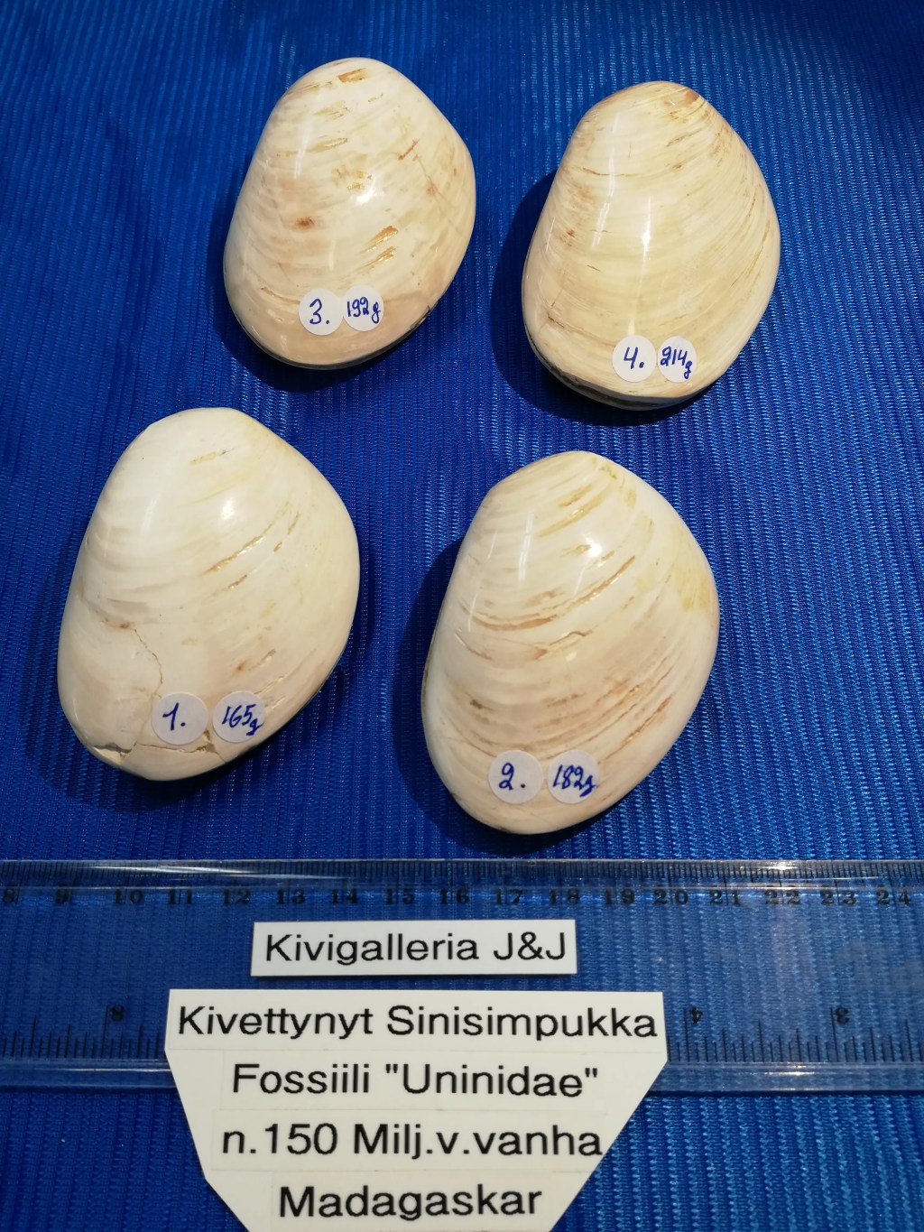 Kivettynyt Sinisimpukka.Fossiili”Uninidae”n.150 Milj.v.vanha.Madagaskar 18,00€